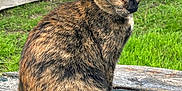 Nova participe au concours pour gagner de l'argent avec cette photo : cat, tortoiseshell_cat, animal, pet, outdoor, grass, wood, table, nature, feline, sitting, fur, ears, tail, garden, daylight, closeup, mammal, eyes, cute
