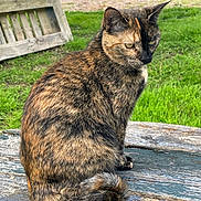 Nova a rejoint le concours — aidez-le/la à gagner de superbes lots ! cat, tortoiseshell_cat, animal, pet, outdoor, grass, wood, table, nature, feline, sitting, fur, ears, tail, garden, daylight, closeup, mammal, eyes, cute