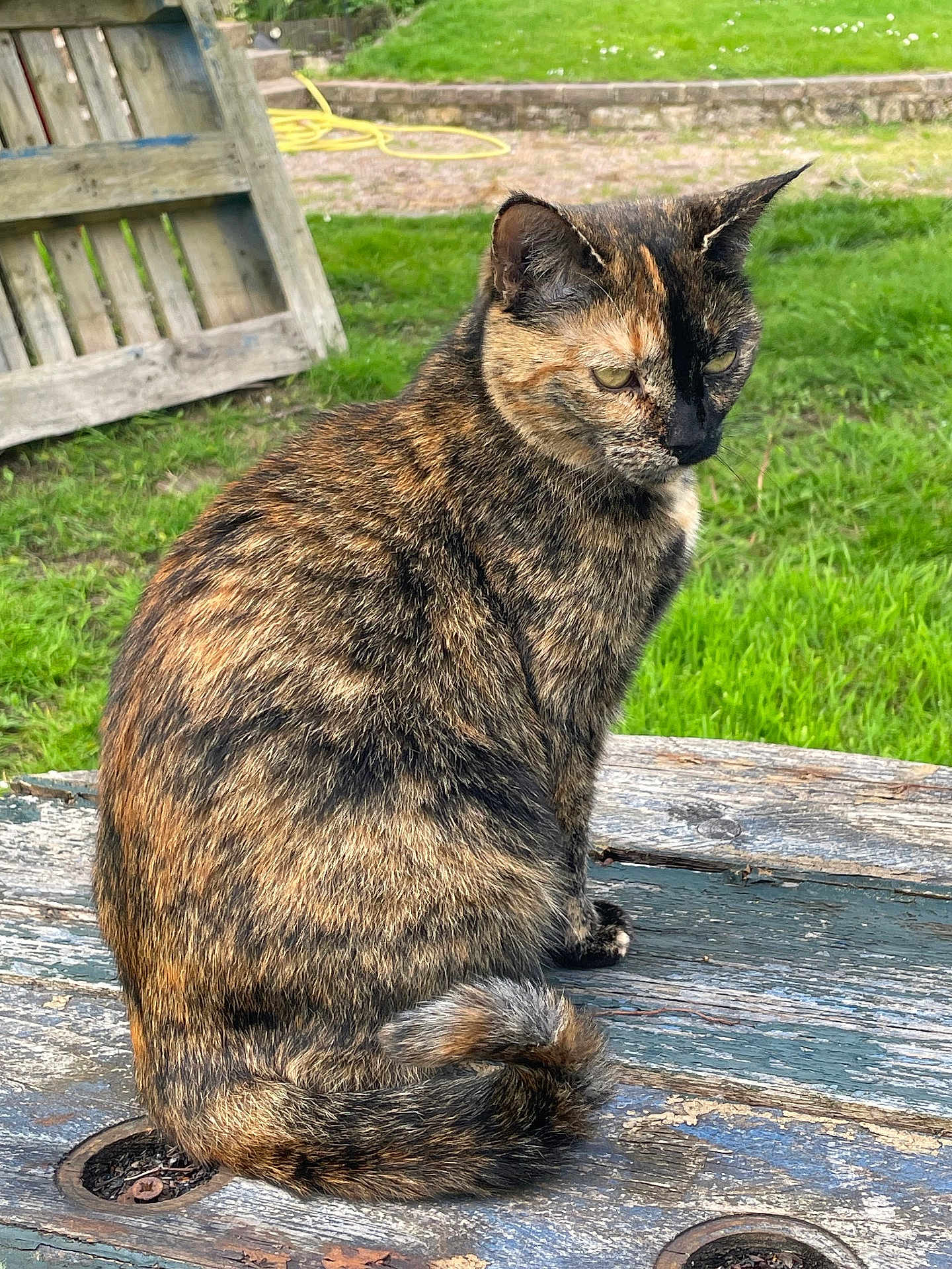 Nova