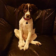 Bonnie participe au concours pour gagner de l'argent avec cette photo : puppy, dog, brown_and_white, leather_chair, sitting, pet, indoor, cute, collar, looking_at_camera, floppy_ears, young_dog, fur, animal, domestic_animal, four_legs, nose, whiskers, paws, portrait