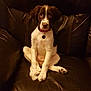 puppy, dog, brown_and_white, leather_chair, sitting, pet, indoor, cute, collar, looking_at_camera, floppy_ears, young_dog, fur, animal, domestic_animal, four_legs, nose, whiskers, paws, portrait