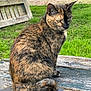 Bonnie a rejoint le concours — aidez-le/la à gagner de superbes lots ! cat, tortoiseshell_cat, animal, pet, outdoor, grass, wood, table, nature, feline, sitting, fur, ears, tail, garden, daylight, closeup, mammal, eyes, cute
