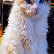 Mia joined the competition — help win amazing prizes! animal, blue_eyes, cat, curious, decorative_balls, domestic, ears, feline, fluffy, furniture, indoor, kitchen, long_hair, pet, portrait, sitting, spice_jars, table, whiskers, white