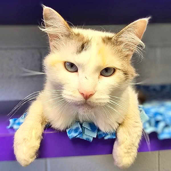Mia