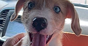 Ollie joined the competition — help win amazing prizes! puppy, dog, tongue_out, cardboard_box, car_interior, hand, happy, pet, close_up, fur, ears, sitting, cute, animal, young, joyful, window, daylight, vehicle, smiling