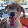 puppy, dog, tongue_out, cardboard_box, car_interior, hand, happy, pet, close_up, fur, ears, sitting, cute, animal, young, joyful, window, daylight, vehicle, smiling
