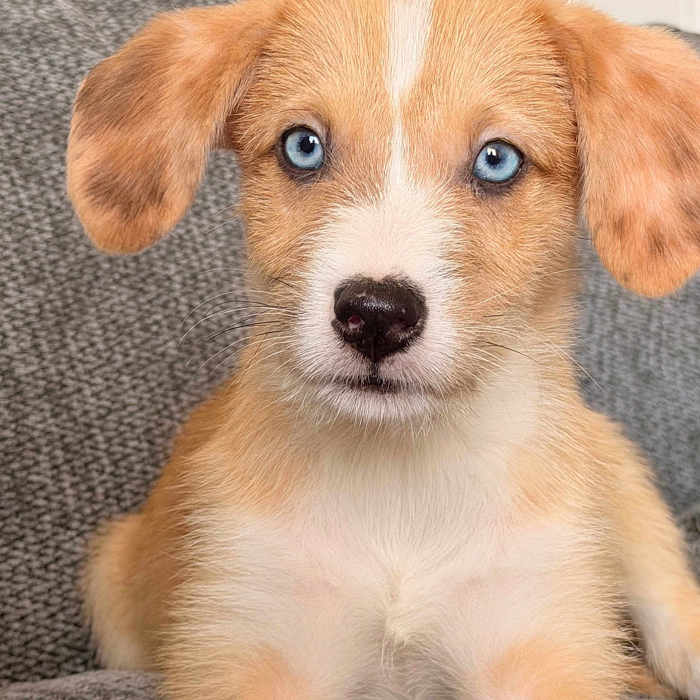 Ollie is registered to the contest to win money with this photo: puppy, dog, blue_eyes, close_up, portrait, fluffy, cute, pet, indoor, couch, furniture, animal, young, brown_fur, white_fur, sitting, looking, soft_light, texture, nose