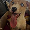 Ollie is registered to the contest to win money with this photo: puppy, dog, tongue_out, blue_eyes, cardboard_box, indoor, cute, pet, fur, happy, animal, canine, young_dog, playful, smiling, domestic_animal, close_up, sitting, cozy, home