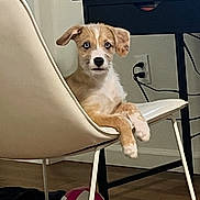 Ollie joined the competition — help win amazing prizes! dog, chair, indoor, furniture, pet, animal, curious, resting, modern, white, brown, floor, desk, ball, playful, paws, expression, casual, electrical_outlet, cord