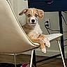 dog, chair, indoor, furniture, pet, animal, curious, resting, modern, white, brown, floor, desk, ball, playful, paws, expression, casual, electrical_outlet, cord