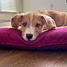 Ollie joined the competition — help win amazing prizes! puppy, dog, cushion, indoor, floor, wood_floor, window, door, pet, animal, young_dog, blue_eyes, fur, cute, lying_down, resting, nose, ears, close_up, cozy