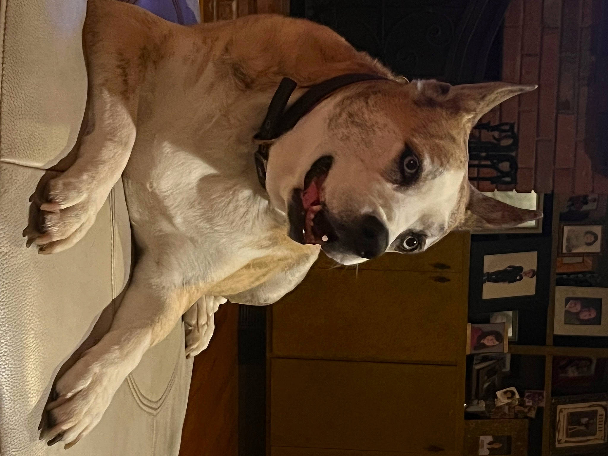 Tundra joined the competition — help win amazing prizes! bone, carnivore, collar, companion_dog, dog, dog_breed, door, ear, fang, fawn, felidae, head, jaw, picture_frame, snout, sporting_group, tail, whiskers, wood, working_animal