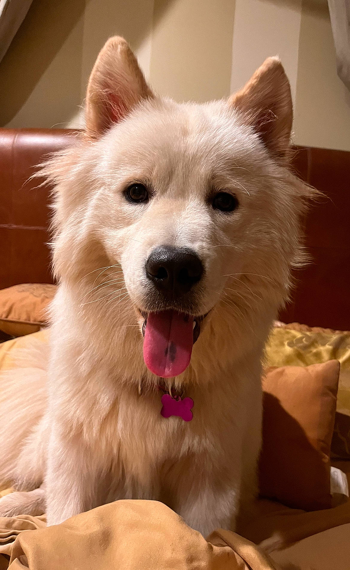 Max is registered to the contest to win money with this photo: canidae, carnivore, clock, collar, companion_dog, dog, dog_breed, dog_collar, dog_supply, fang, fawn, fur, head, plant, snout, sporting_group, terrestrial_animal, whiskers, working_animal, working_dog