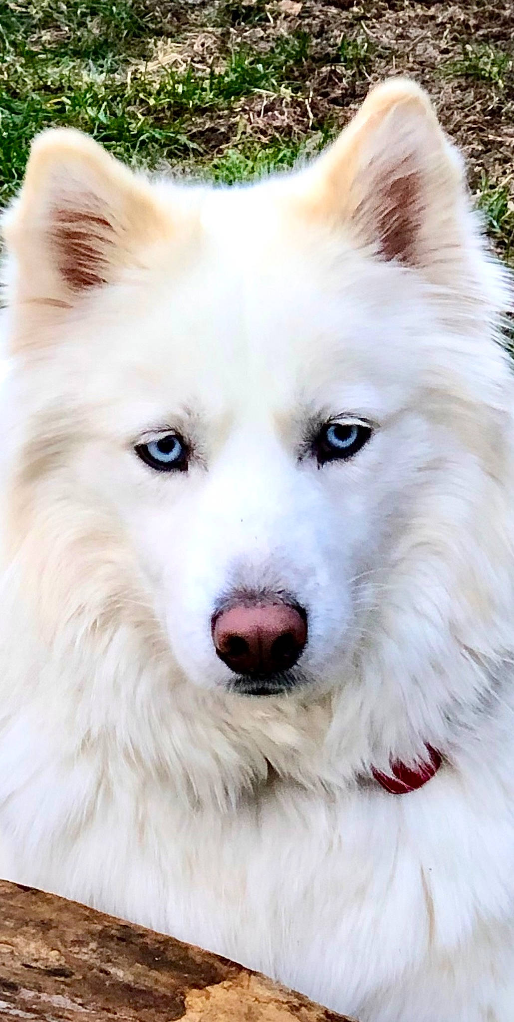 Casanova joined the competition — help win amazing prizes! canidae, carnivore, collar, companion_dog, dog, dog_breed, fur, indian_spitz, iris, japanese_spitz, jaw, pet_supply, samoyed, snout, sporting_group, terrestrial_animal, volpino_italiano, whiskers, white, working_animal