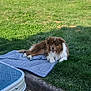 dog, brown, white, grass, outdoor, mat, happy, relaxed, sunny, trees, backyard, pet, canine, nature, smiling, fur, animal, daylight, leisure, table