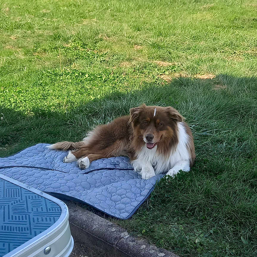 Tango participe au concours pour gagner de l'argent avec cette photo : animal, backyard, brown, canine, daylight, dog, fur, grass, happy, leisure, mat, nature, outdoor, pet, relaxed, smiling, sunny, table, trees, white