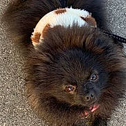 Fina participe au concours pour gagner de l'argent avec cette photo : adorable, animal, black_fur, companion, curious, cute, dog, fluffy, friendly, fur, harness, leash, looking_up, outdoor, pavement, pet, pomeranian, small_dog, tongue, walking