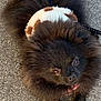 dog, pomeranian, fluffy, black_fur, harness, pet, animal, cute, outdoor, pavement, tongue, leash, small_dog, looking_up, fur, adorable, companion, walking, curious, friendly
