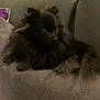 dog, black, fluffy, couch, cushion, pet, indoor, fur, animal, relaxed, side_view, small_dog, companion, home, domestic_animal, cute, cozy, resting, living_room, mammal