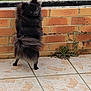 Fina a rejoint le concours — aidez-le/la à gagner de superbes lots ! dog, black_dog, fluffy, standing, hind_legs, brick_wall, outdoor, green_grass, curious, tail, pet, animal, back_view, side_view, pavement, nature, small_dog, canine, fur, alert