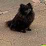 dog, pomeranian, black_dog, fluffy, pet, animal, outdoor, stone_patio, curious, small_dog, ears, sitting, fur, face, canine, companion, daylight, nature, sidewalk, green_cup