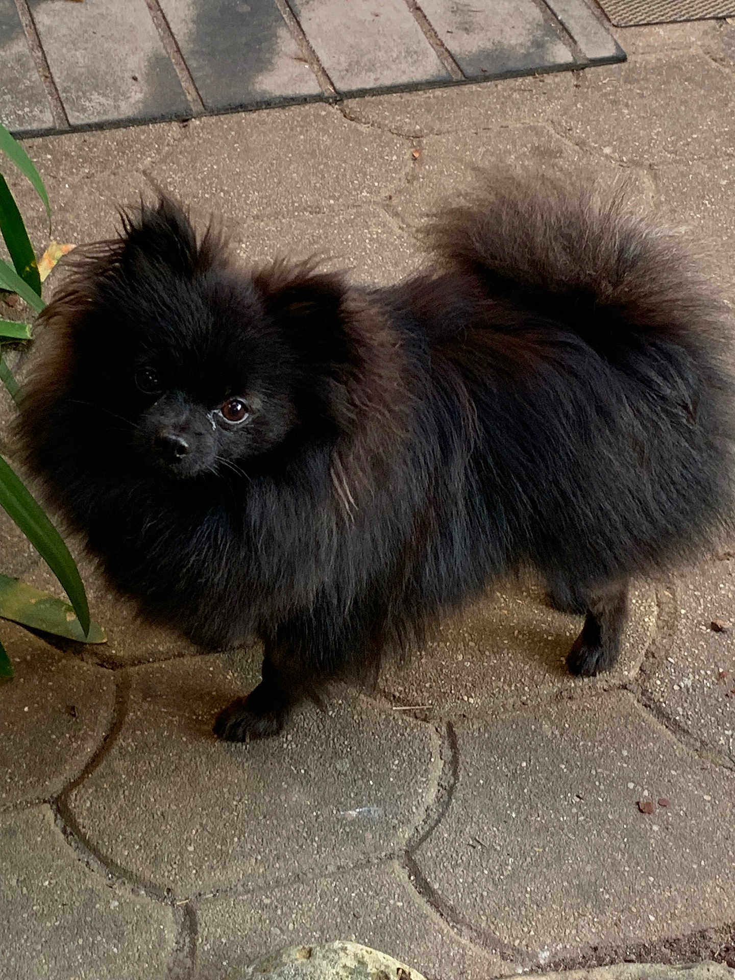 Fina participe au concours pour gagner de l'argent avec cette photo : dog, black_dog, fluffy, small_dog, outdoor, pavement, curious, pet, animal, fur, tail, walking, canine, nature, closeup, cute, companion, domestic_animal, standing, alert