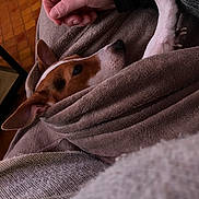 Uno participe au concours pour gagner de l'argent avec cette photo : dog, puppy, small_dog, brown_and_white, short_hair, pointed_ears, snout, nose, eye, blanket, wrapped, cozy, sleeping_area, human_hand, indoors, couch, fabric, relaxed, pet, portrait