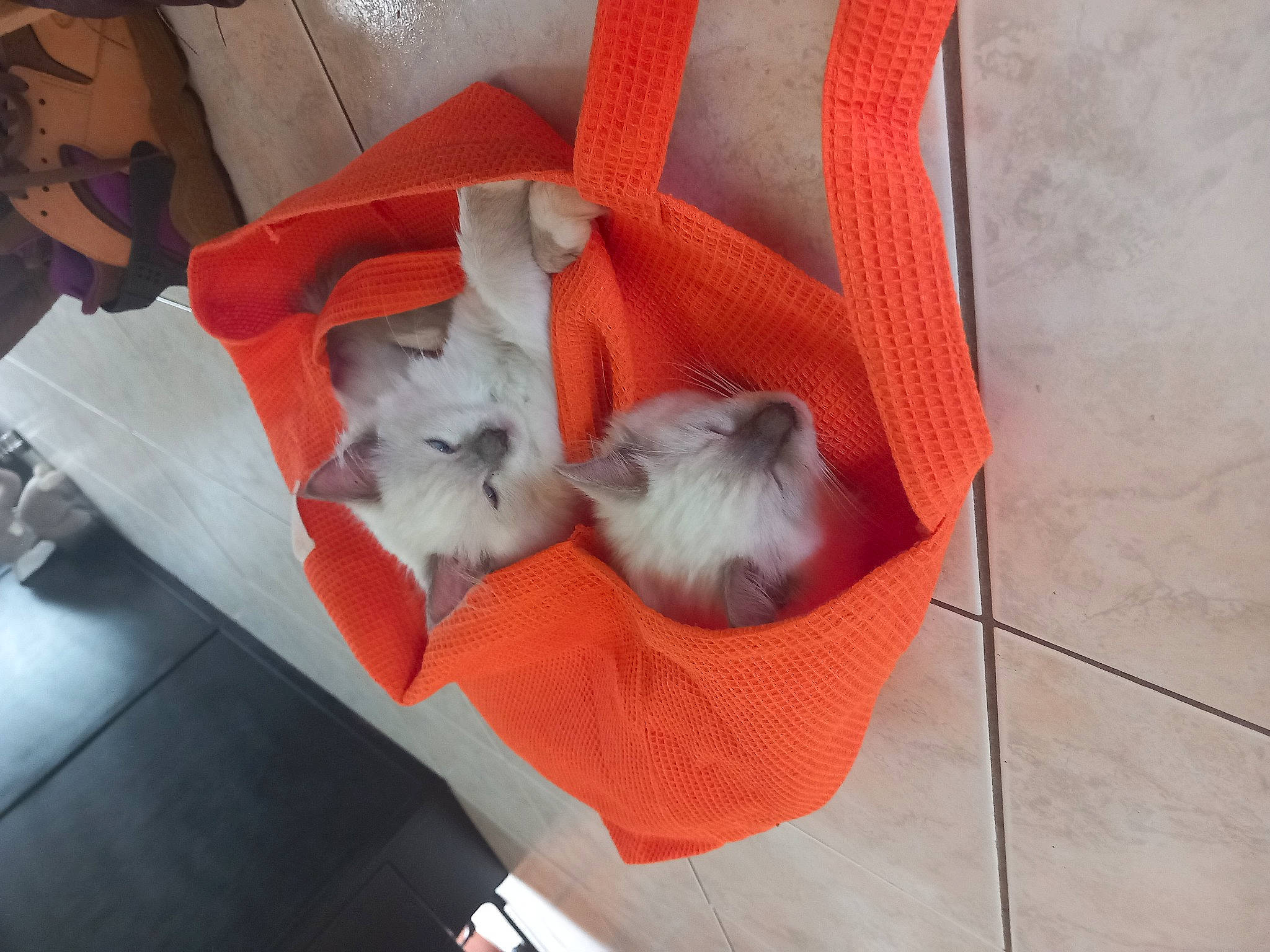 Saphyr Et Woopy a rejoint le concours — aidez-le/la à gagner de superbes lots ! canidae, carmine, carnivore, cat, comfort, companion_dog, couch, dog_breed, dog_supply, fawn, felidae, flooring, fur, orange, shih_tzu, small_to_medium_sized_cats, sporting_group, tail, toy_dog, whiskers