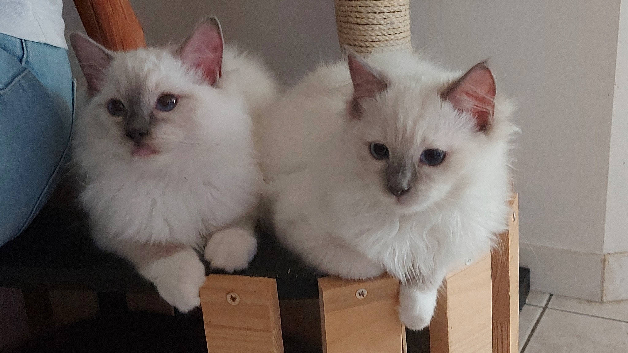 Saphyr Et Woopy a rejoint le concours — aidez-le/la à gagner de superbes lots ! carnivore, cat, claw, fawn, felidae, fur, paw, small_to_medium_sized_cats, snout, tail, whiskers