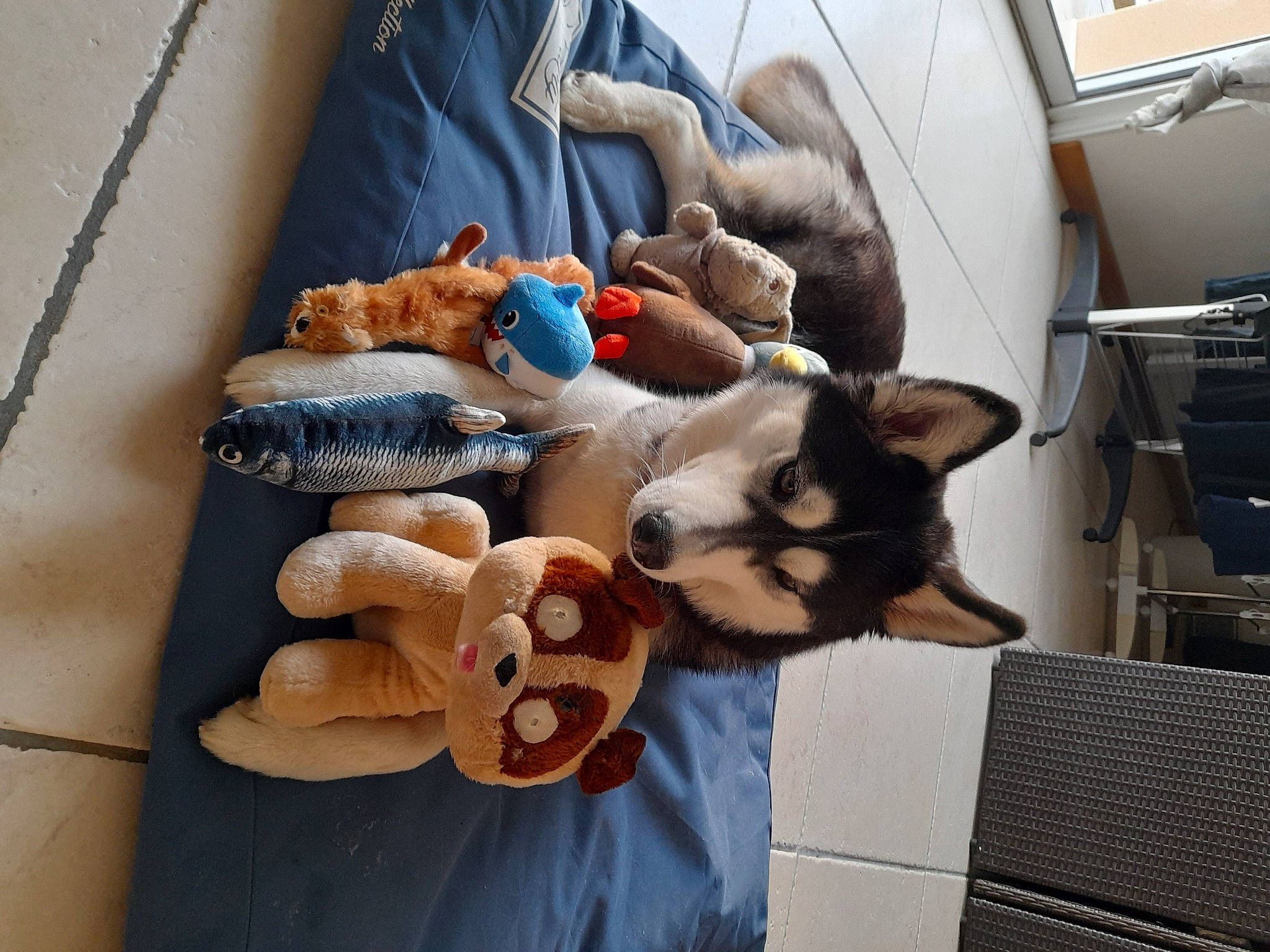 Nala participe au concours pour gagner de l'argent avec cette photo : animation, carnivore, comfort, companion_dog, eyewear, fashion_accessory, fawn, felidae, fur, linens, plush, room, small_to_medium_sized_cats, stuffed_toy, sunglasses, textile, toy, whiskers, wood