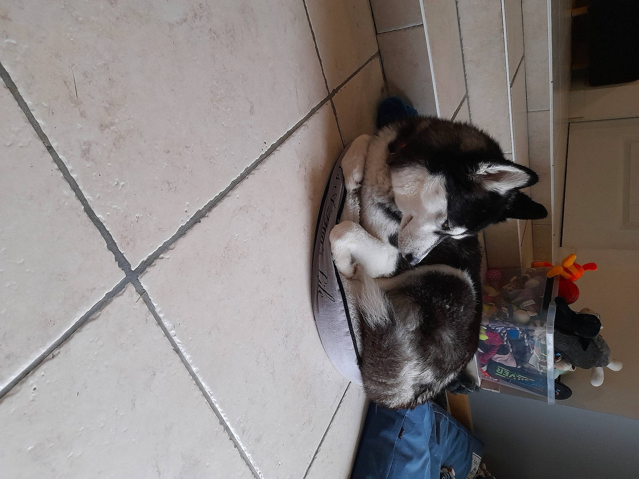 Nala participe au concours pour gagner de l'argent avec cette photo : animal_shelter, canidae, carnivore, comfort, companion_dog, dog_breed, domestic_short_haired_cat, felidae, flooring, fur, siberian_husky, sled_dog, small_to_medium_sized_cats, sporting_group, tail, whiskers, wood