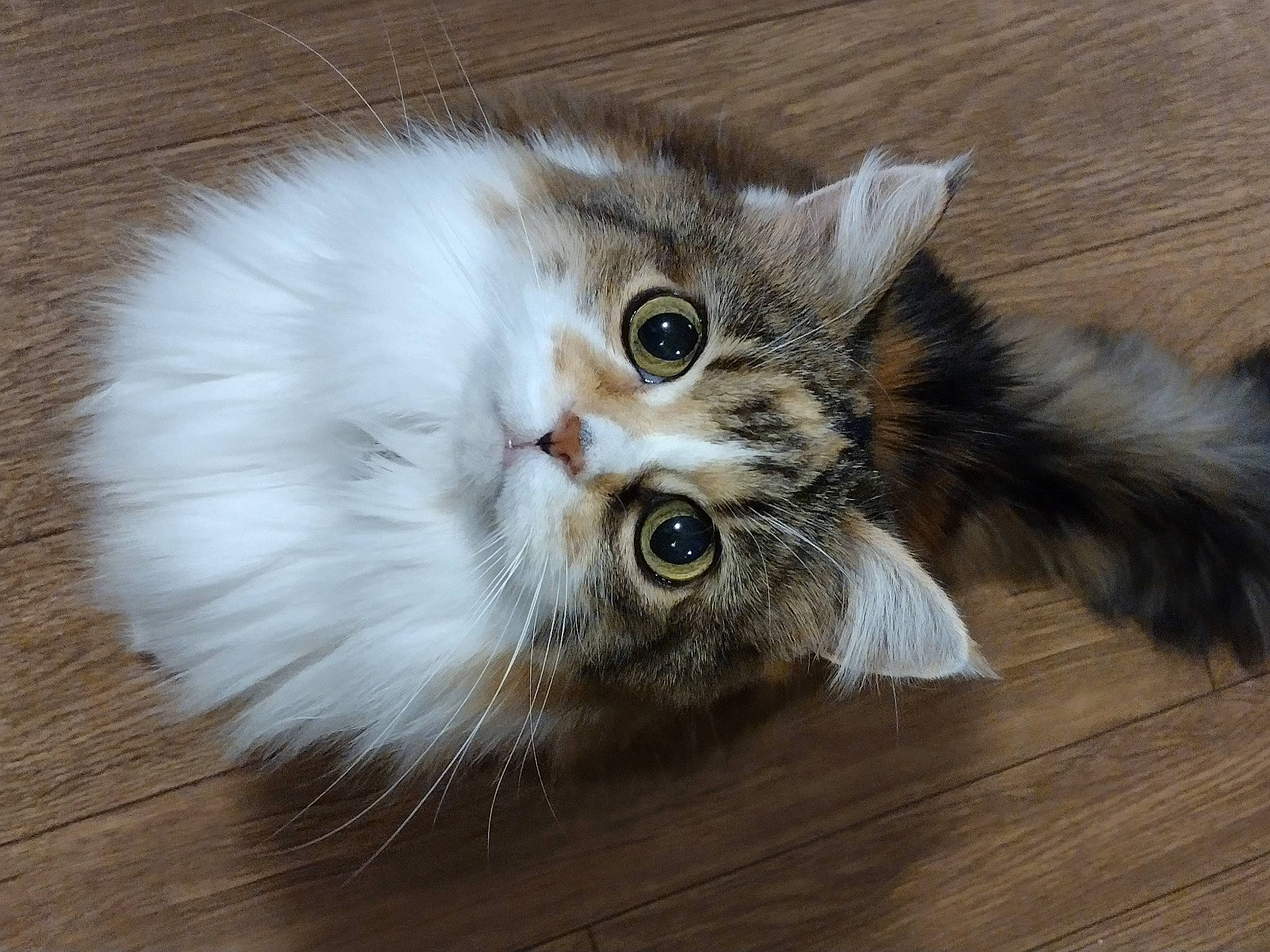 Alice joined the competition — help win amazing prizes! carnivore, cat, claw, felidae, flooring, fur, grey, hardwood, paw, small_to_medium_sized_cats, snout, tail, terrestrial_animal, whiskers, wood