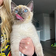 Alaska is registered to the contest to win money with this photo: kitten, cat, siamese_cat, blue_eyes, tongue_out, pet, animal, cute, indoor, person, blonde_hair, hand, holding, fur, whiskers, face, young, playful, domestic_cat, mammal