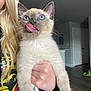 kitten, cat, siamese_cat, blue_eyes, tongue_out, pet, animal, cute, indoor, person, blonde_hair, hand, holding, fur, whiskers, face, young, playful, domestic_cat, mammal