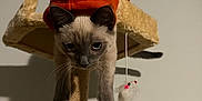 Alaska is registered to the contest to win money with this photo: cat, kitten, siamese, hoodie, red_clothing, cat_tree, toy_mouse, indoor, pet, animal, curious, feline, whiskers, paws, playful, fur, climbing, hanging_toy, looking_down, beige
