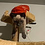 cat, kitten, siamese, hoodie, red_clothing, cat_tree, toy_mouse, indoor, pet, animal, curious, feline, whiskers, paws, playful, fur, climbing, hanging_toy, looking_down, beige