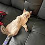 kitten, cat, blue_eyes, black_leather_couch, remote_control, shoes, indoor, pet, animal, fur, cute, small, relaxed, looking, laying_down, whiskers, paws, home, furniture, curious