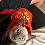 cat, siamese_cat, blue_eyes, orange_sweater, pet, indoor, curious, whiskers, feline, person, legs, clothing, fabric, close_up, looking_up, cute, animal, domestic, home, cozy