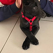 Bleue participe au concours pour gagner de l'argent avec cette photo : puppy, dog, black_dog, red_harness, pet, floor, tile_floor, crossed_paws, person, child, sweatshirt, red_clothing, navy_clothing, indoor, playful, cute, animal, companion, resting, young_dog