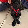 animal, black_dog, child, companion, crossed_paws, cute, dog, floor, indoor, navy_clothing, person, pet, playful, puppy, red_clothing, red_harness, resting, sweatshirt, tile_floor, young_dog