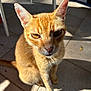 cat, ginger_cat, pet, animal, feline, whiskers, ears, outdoor, sunlight, shadow, floor, tile, close-up, sitting, fur, eyes, nose, sunshine, daylight, domestic_animal