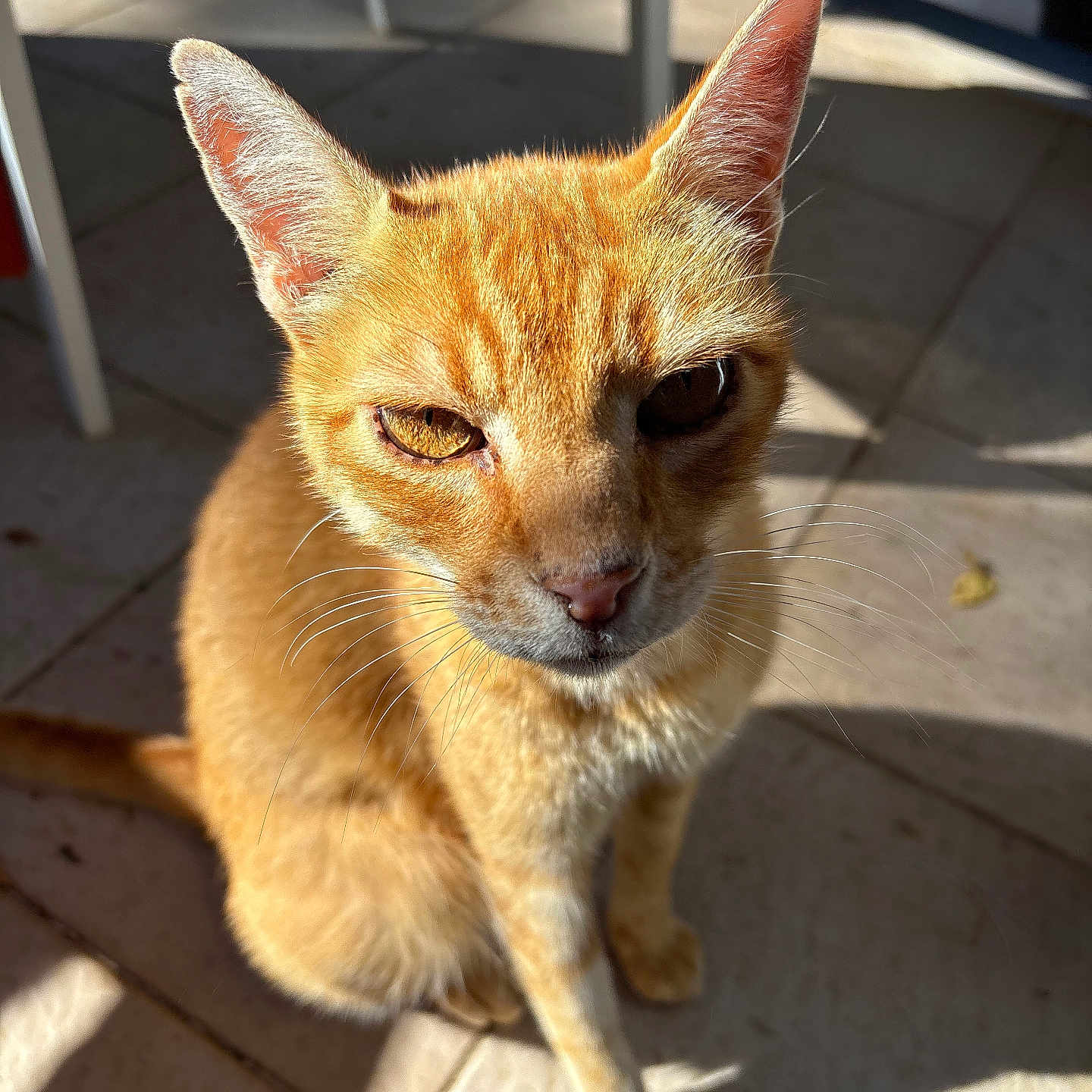 Mimi Rou a rejoint le concours — aidez-le/la à gagner de superbes lots ! animal, cat, close-up, daylight, domestic_animal, ears, eyes, feline, floor, fur, ginger_cat, nose, outdoor, pet, shadow, sitting, sunlight, sunshine, tile, whiskers