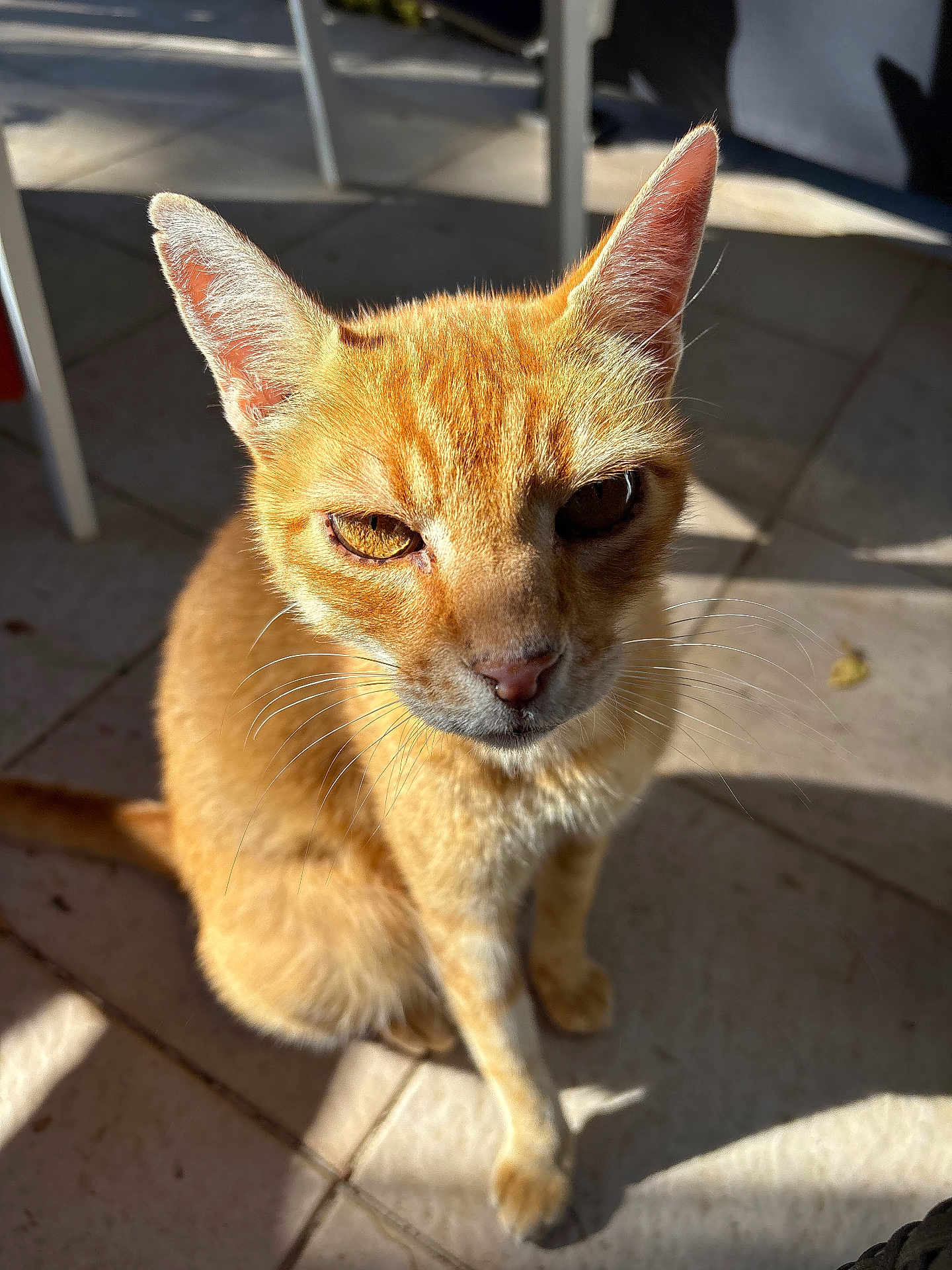 Mimi Rou a rejoint le concours — aidez-le/la à gagner de superbes lots ! cat, ginger_cat, pet, animal, feline, whiskers, ears, outdoor, sunlight, shadow, floor, tile, close-up, sitting, fur, eyes, nose, sunshine, daylight, domestic_animal