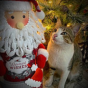 Mudd joined the competition — help win amazing prizes! animal, cat, celebration, christmas_lights, curious, festive, floor, greenery, holiday_decor, indoor, ornament, pet, pine_branches, red_clothing, santa_claus_decoration, seasonal, tabby_cat, warm_lighting, white_fur, wood_floor