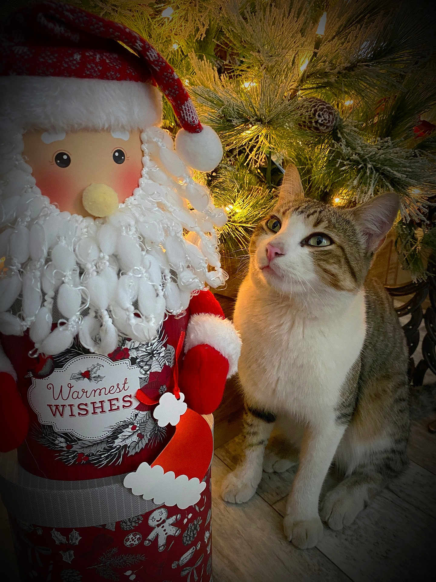 Mudd joined the competition — help win amazing prizes! animal, cat, celebration, christmas_lights, curious, festive, floor, greenery, holiday_decor, indoor, ornament, pet, pine_branches, red_clothing, santa_claus_decoration, seasonal, tabby_cat, warm_lighting, white_fur, wood_floor