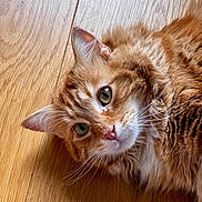 Potiron a rejoint le concours — aidez-le/la à gagner de superbes lots ! cat, orange_tabby, pet, animal, fur, whiskers, green_eyes, wooden_floor, indoor, close_up, laying_down, cute, domestic_cat, feline, portrait, relaxed, soft_light, fluffy, mammal, house_pet