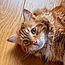 cat, orange_tabby, pet, animal, fur, whiskers, green_eyes, wooden_floor, indoor, close_up, laying_down, cute, domestic_cat, feline, portrait, relaxed, soft_light, fluffy, mammal, house_pet