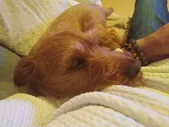 Booba a rejoint le concours — aidez-le/la à gagner de superbes lots ! bedtime, canidae, carnivore, comfort, companion_dog, dog, dog_breed, fawn, fur, gesture, hardwood, liver, nap, non_sporting_group, puppy, snout, sporting_group, wood, working_animal, wrinkle