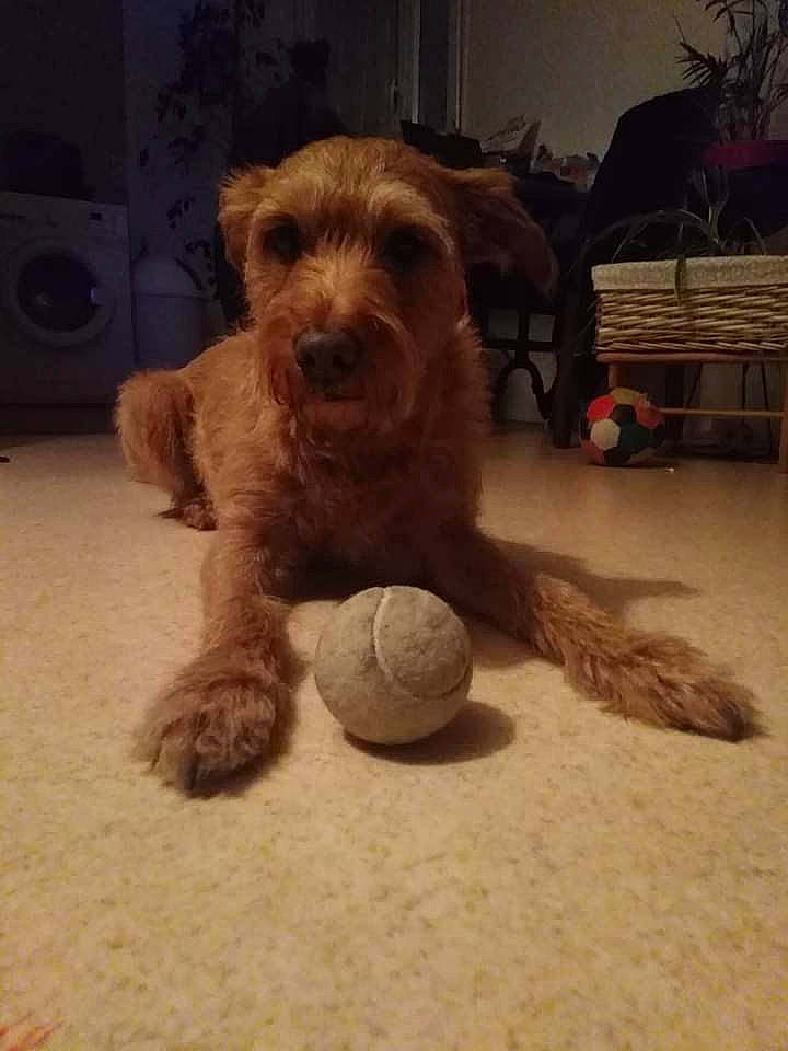 Booba participe au concours pour gagner de l'argent avec cette photo : ball, canidae, carnivore, companion_dog, dog, dog_breed, dog_toy, fawn, flooring, fur, houseplant, liver, plant, sporting_group, tennis_ball, terrestrial_animal, toy, toy_dog, wood, working_animal