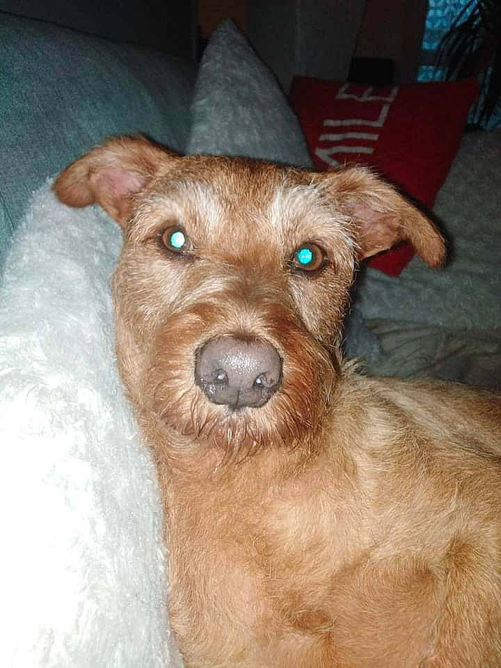 Booba participe au concours pour gagner de l'argent avec cette photo : canidae, carnivore, companion_dog, costume_hat, dog, dog_breed, fashion_accessory, fawn, fur, hat, liver, snout, sporting_group, terrestrial_animal, whiskers, working_animal